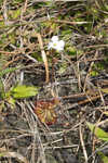 dwarf sundew